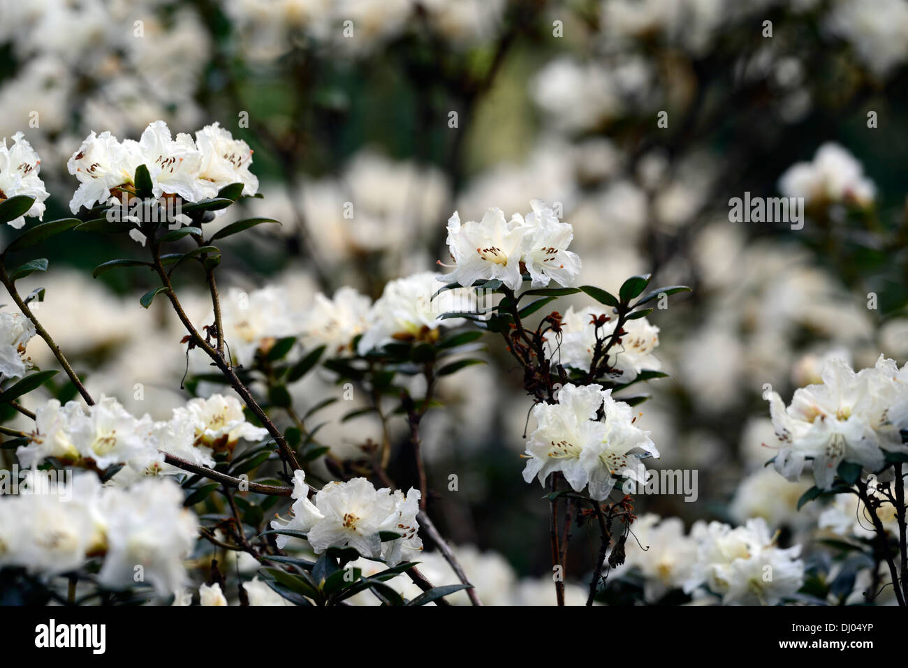 Crema di rododendro cresta fioritura fiori di colore bianco crema arbusti colore primo piano di messa a fuoco selettiva dei ritratti di piante Foto Stock