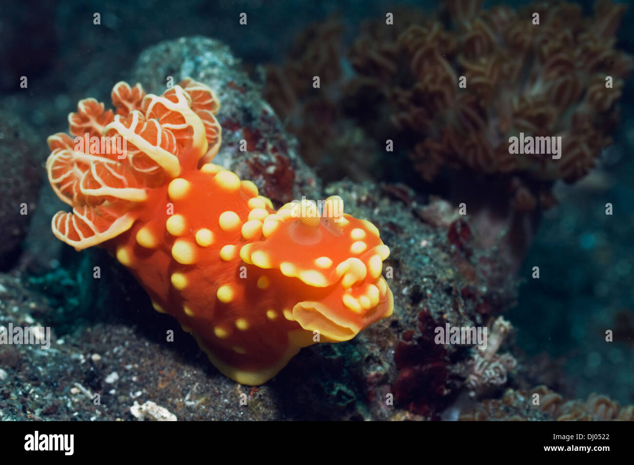Nudibranch: Gymnodoris aurita. Rinca, Indonesia. Foto Stock