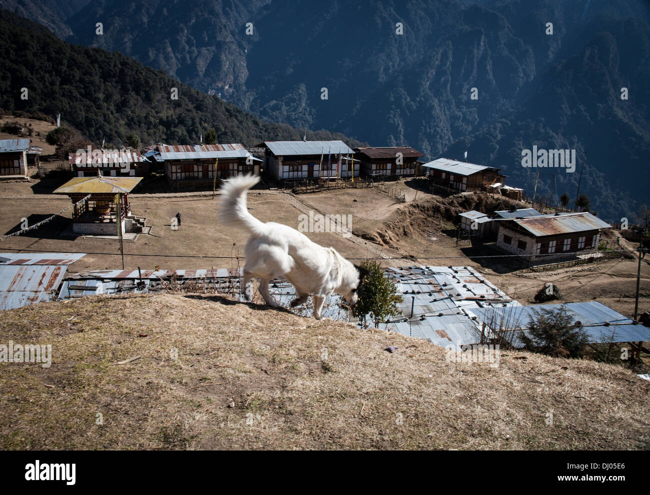 Un simpatico cane scende fino a una scogliera top mountain village - Gasa, Bhutan Foto Stock
