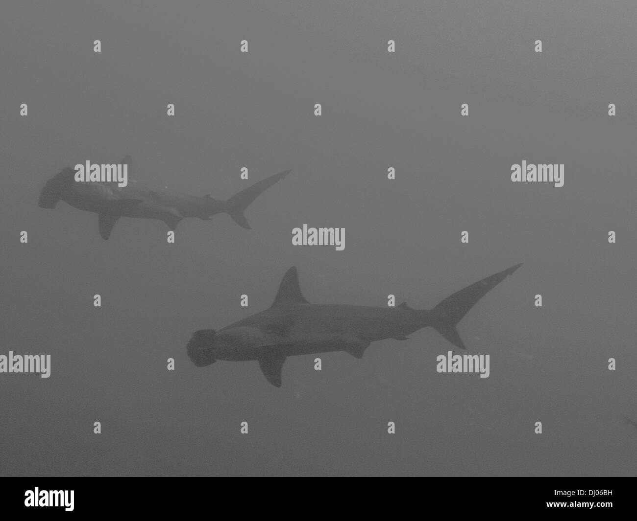 Subacquea, Costa Rica, Cocos Island, mare, scuba diving, oceano pacifico, profondo oceano aperto, pesce, hummerhead squalo predatore, Foto Stock