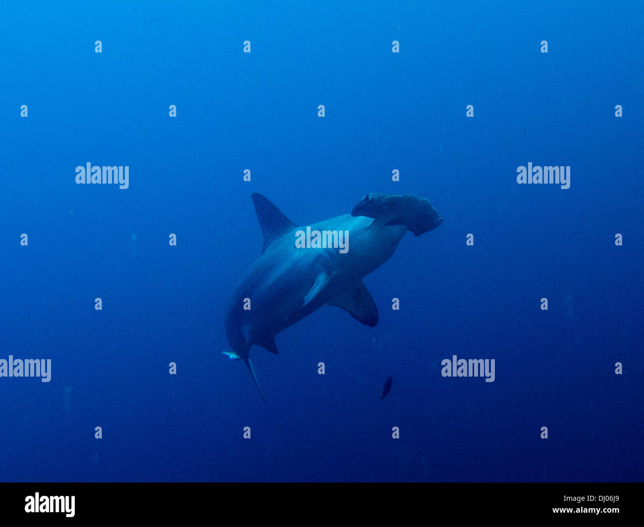 Subacquea, Costa Rica, Cocos Island, mare, scuba diving, oceano pacifico, profondo oceano aperto, pesce, hummerhead squalo predatore, Foto Stock