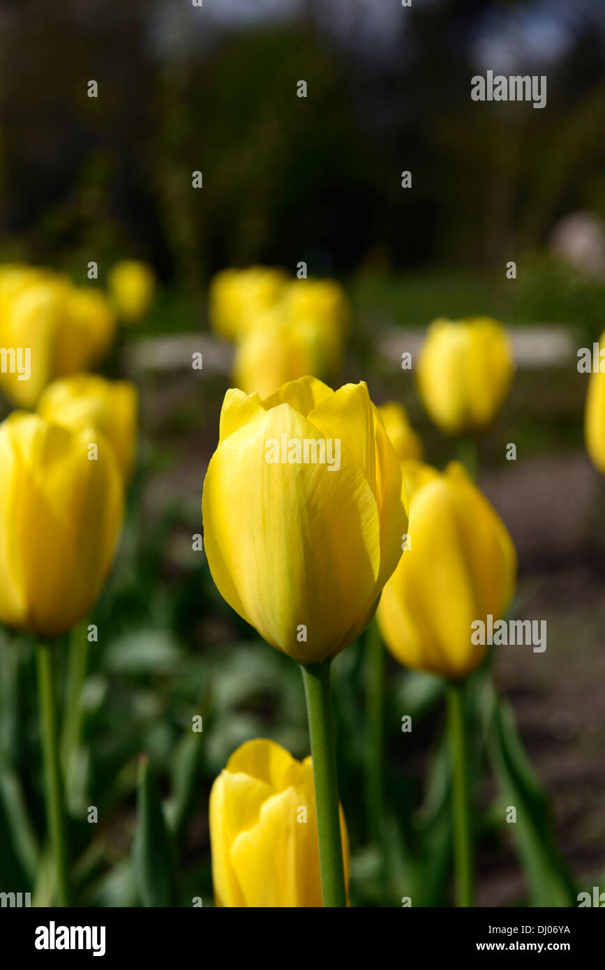Tulipa grande sorriso colori colori giallo luminoso fiori fioritura fioriture di primavera tulipani approfondimento close-up di ups Foto Stock Tulipa grande sorriso colori colori giallo luminoso fiori fioritura fioriture di primavera tulipani approfondimento close-up di ups Foto Stock