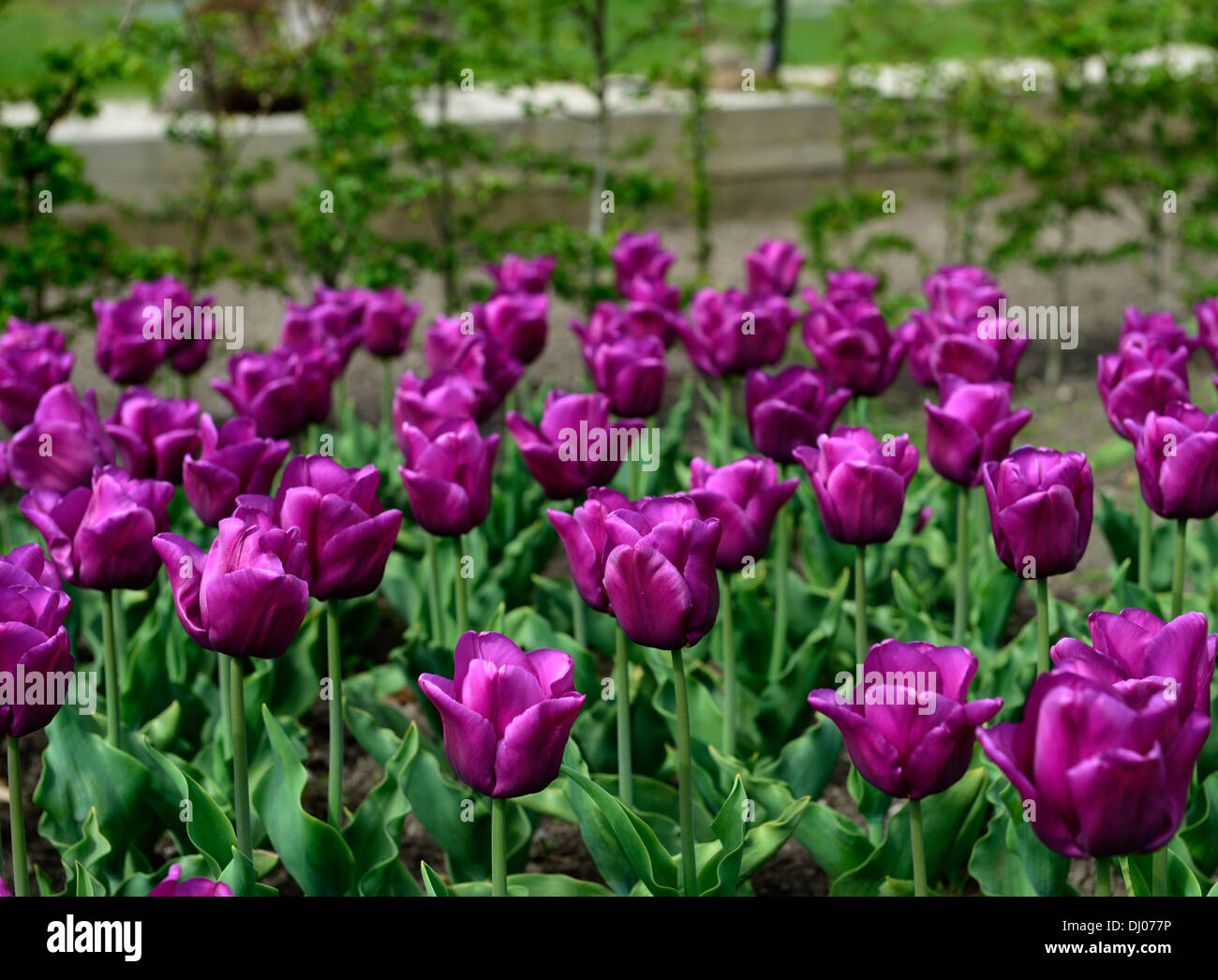Tulipa passionale viola petali di rosa fiori fioritura fioriture foglie verde fogliame tulipani bulbi di primavera approfondimento colori colori Foto Stock