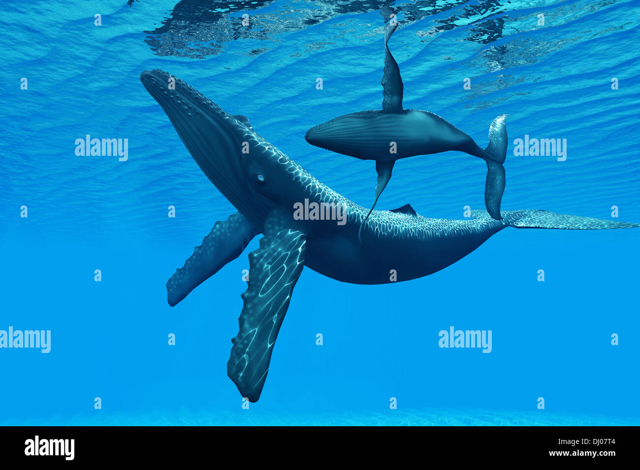 Un Humpback Whale calf nuota intorno a sua madre in un grazioso ballo Ocean. Foto Stock