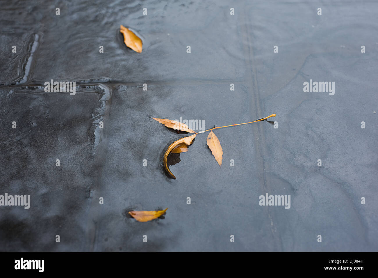 Autunno acqua piovana texture con gocce sul marciapiede Foto Stock