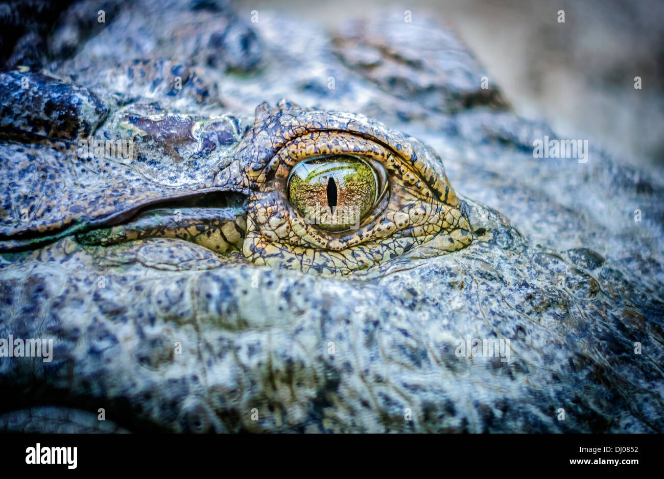 Ravvicinata di un occhio di un coccodrillo Foto Stock
