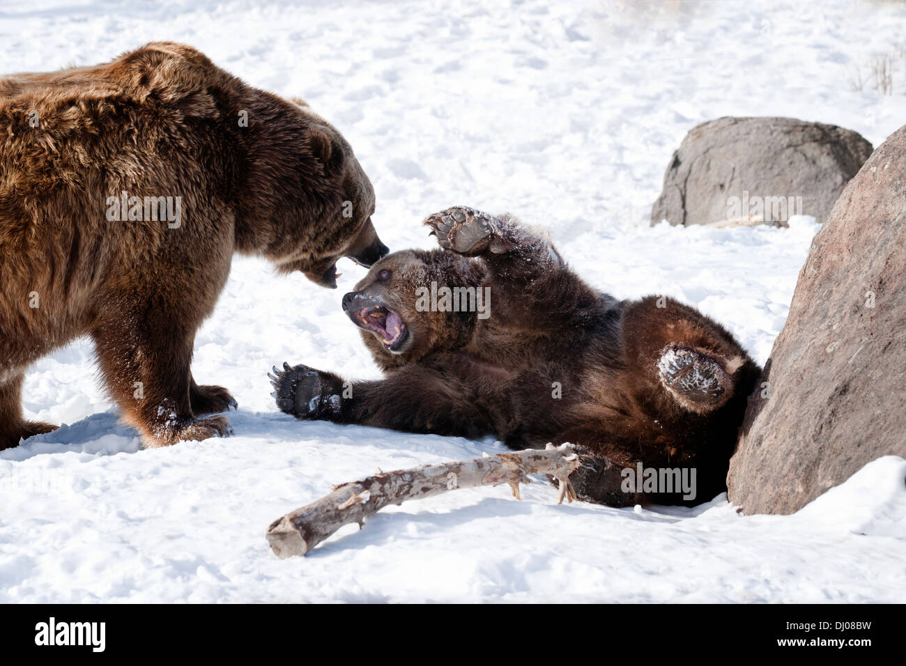 Due orsi bruni combattimenti nella neve a Bozeman, Montana, USA Foto Stock