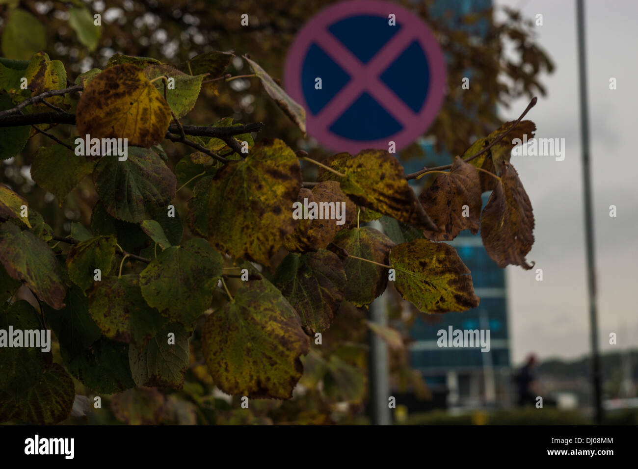 In autunno le foglie di primavera colore chancing nessun segno di entrata Foto Stock