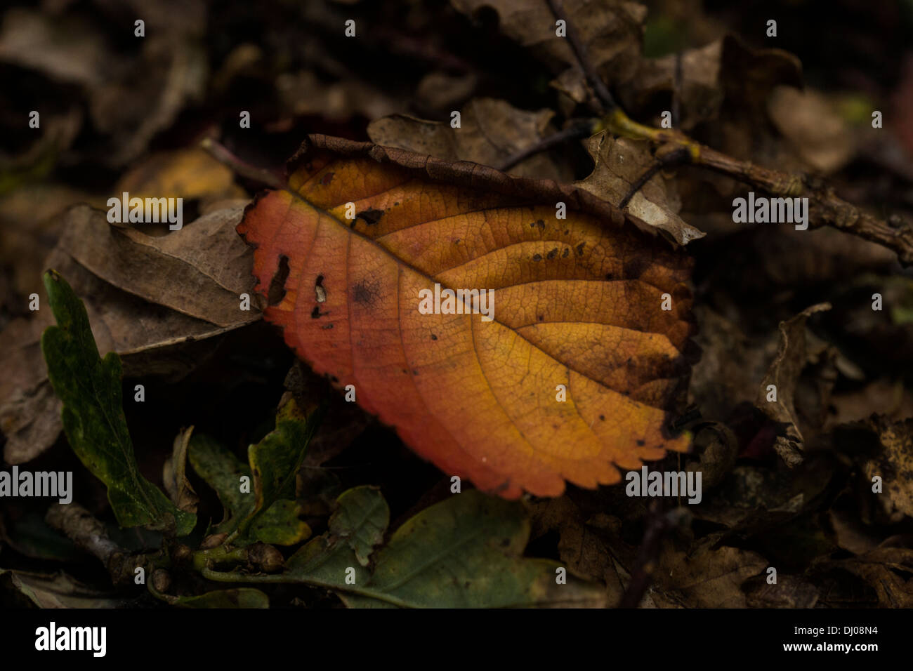 Le foglie morte scesa la modifica dei colori di autunno Foto Stock