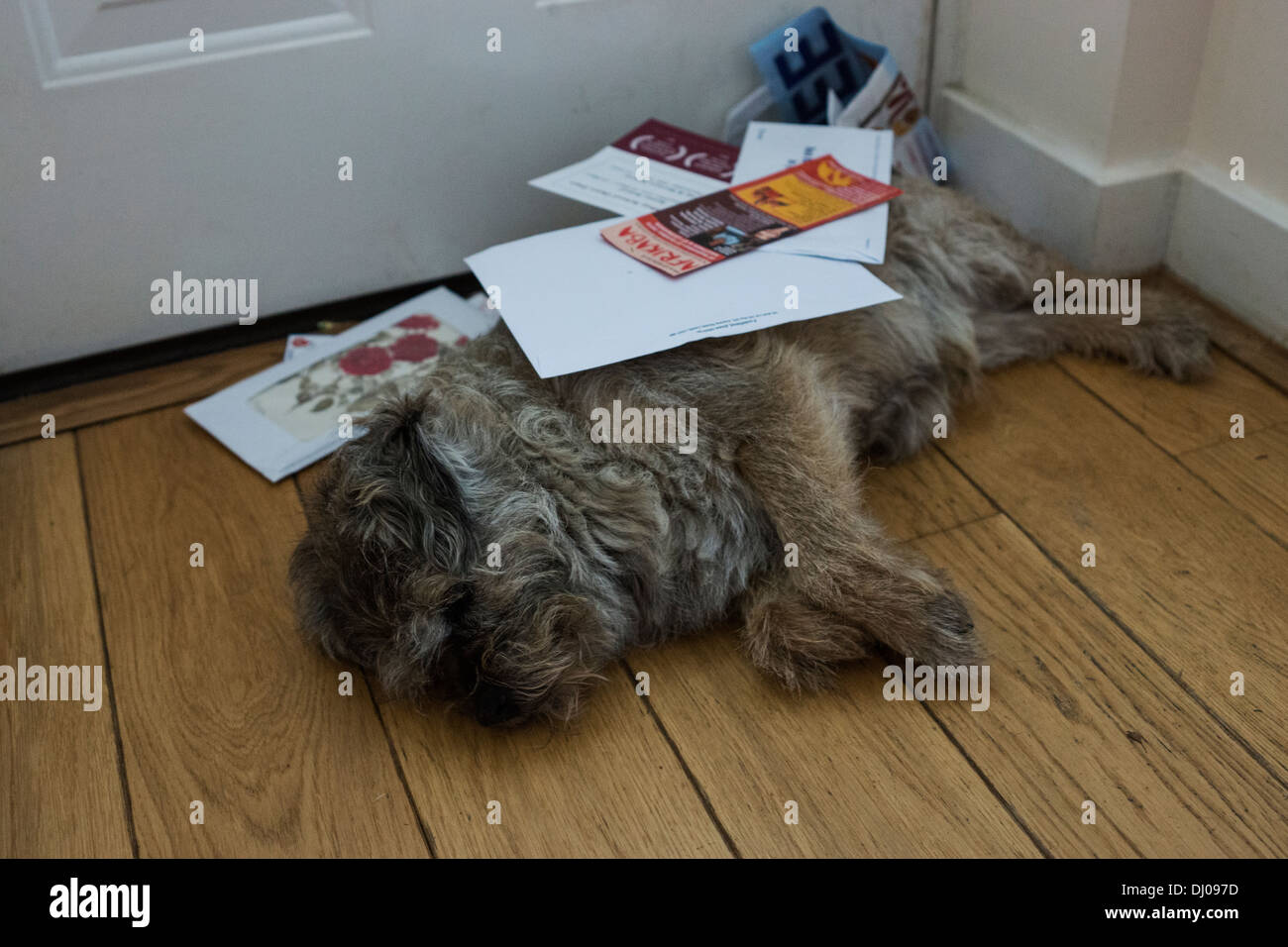 Border terrier cane post posa porta anteriore interno Foto Stock