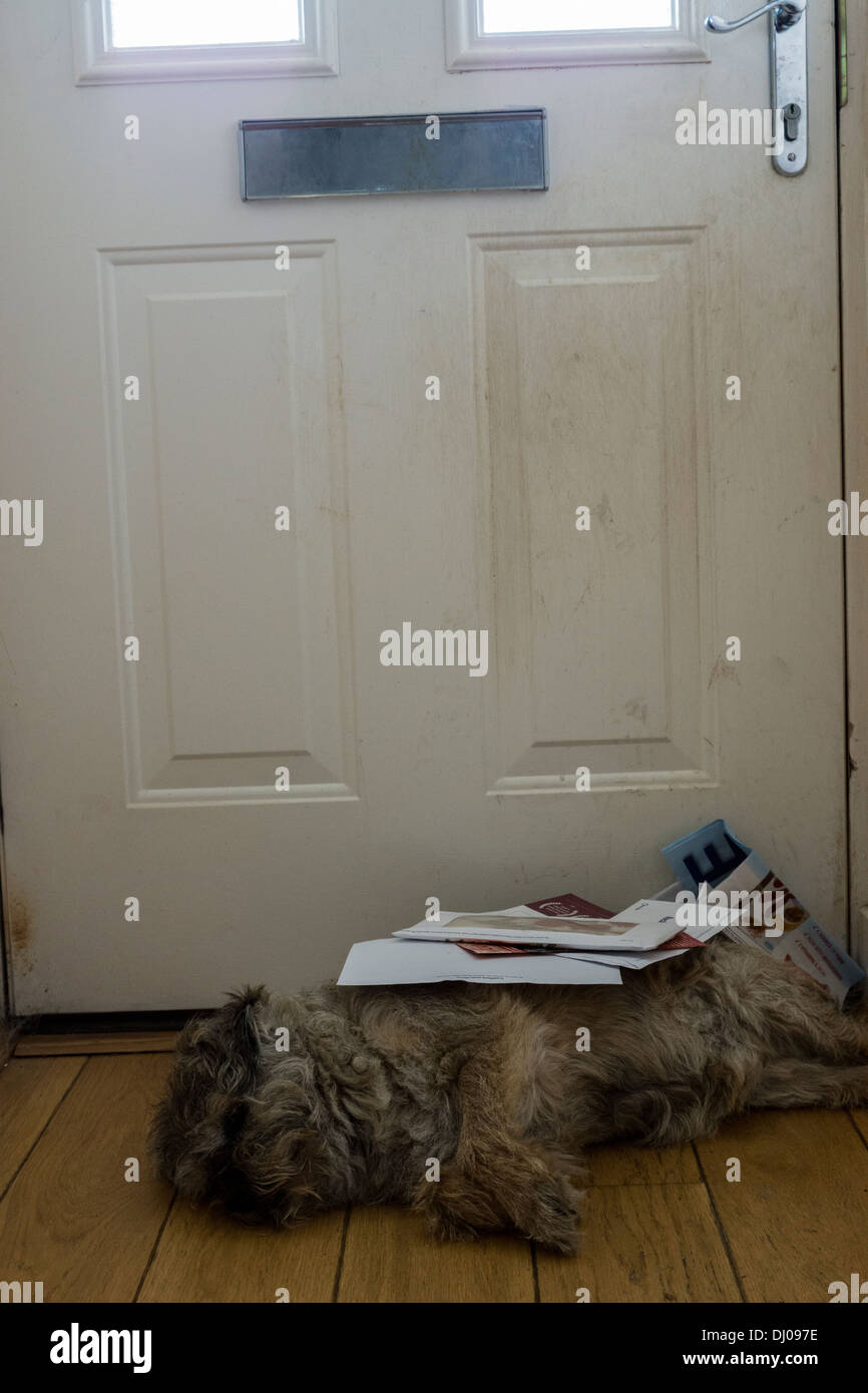 Border terrier cane post posa porta anteriore interno Foto Stock