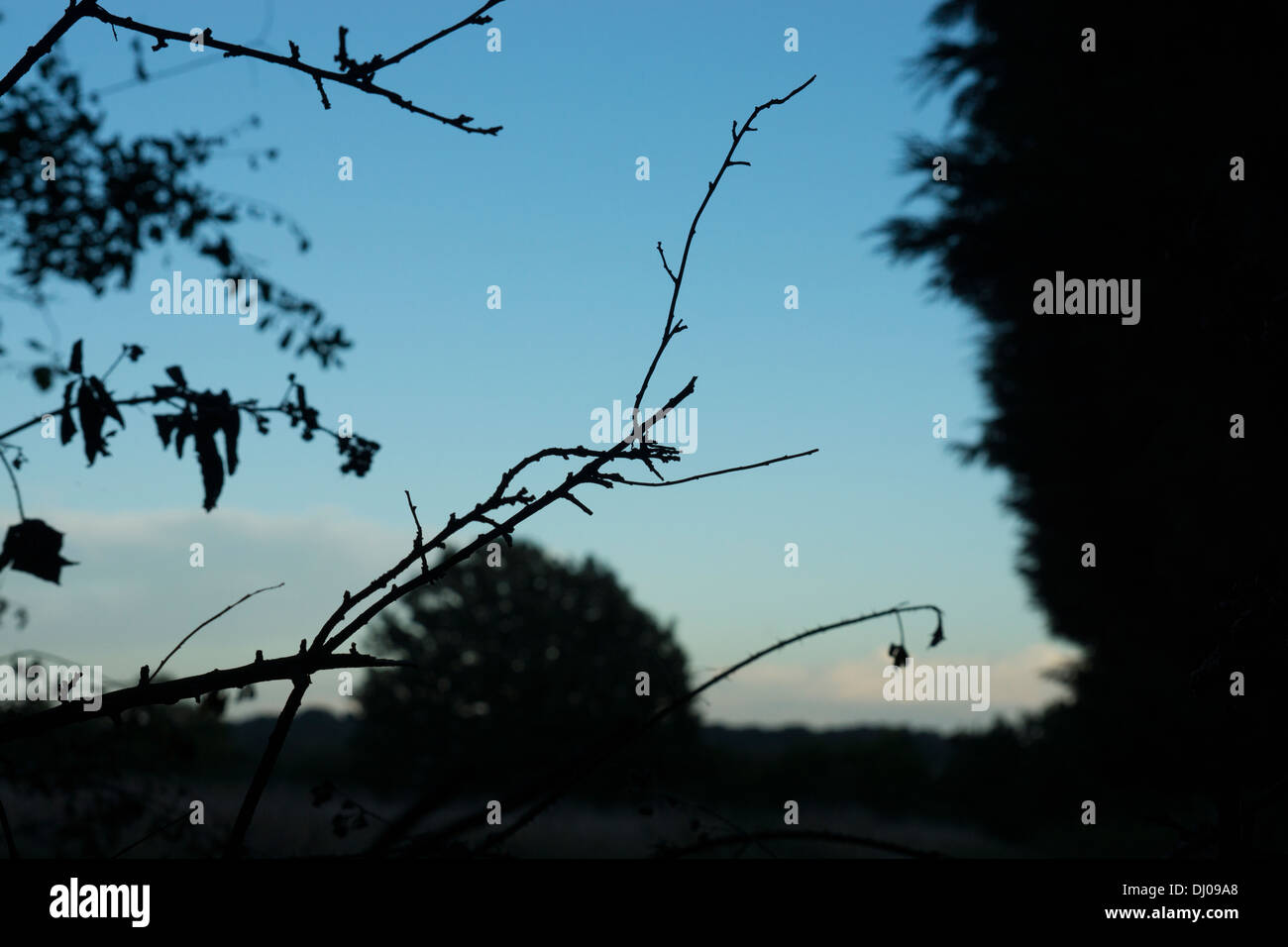 Albero di tagliare rami foglie tramonto cielo privo di nuvole Foto Stock
