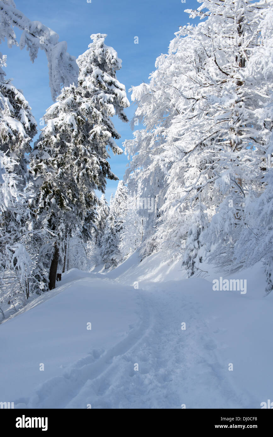 Paesaggio invernale in montagna del Black-Forest Foto Stock