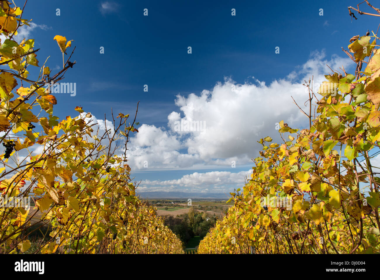 Colorato paesaggio di vigneti in autunno con il blu del cielo Foto Stock