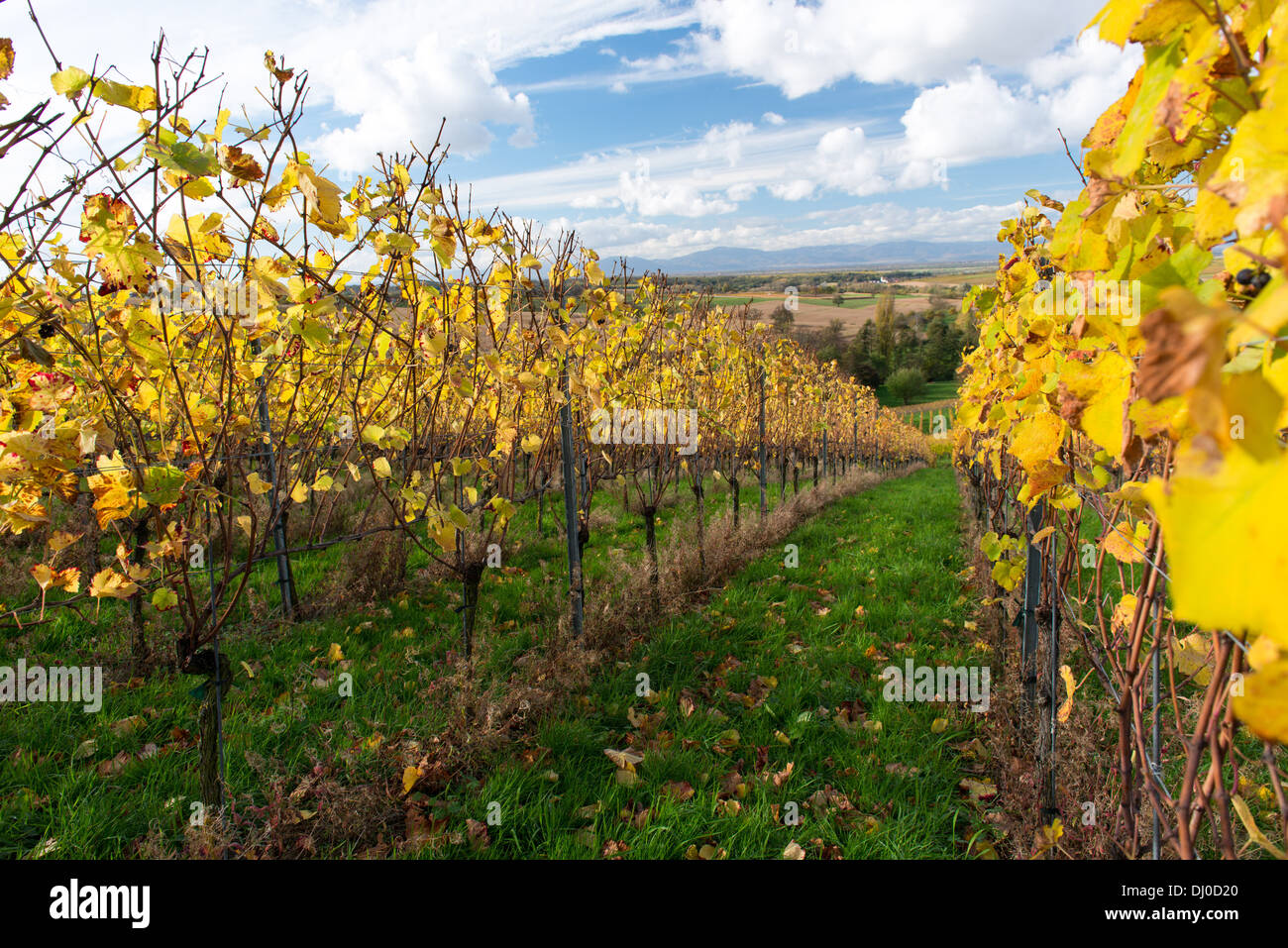 Colorato paesaggio di vigneti in autunno con il blu del cielo Foto Stock