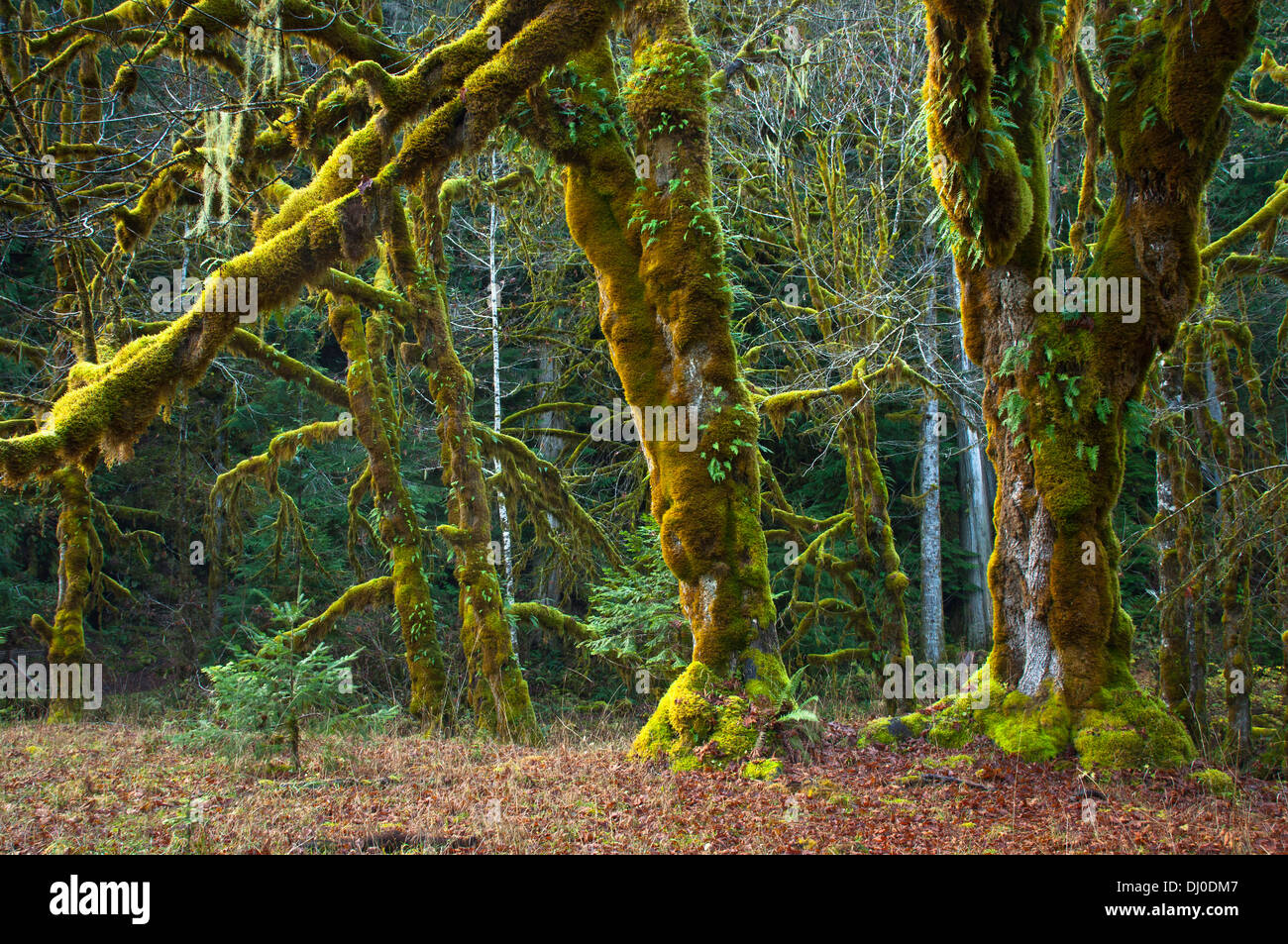 Moss alberi coperti nel vano scale, il Parco Nazionale di Olympic, Washington Foto Stock