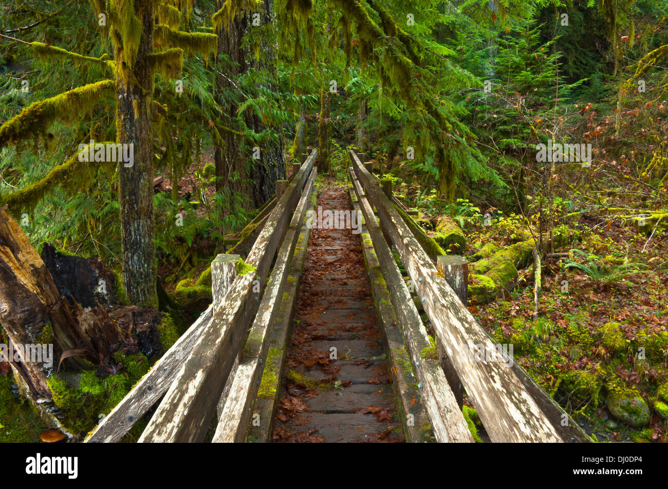 Shady Lane Trail, Area di scala, il Parco Nazionale di Olympic, Washington Foto Stock