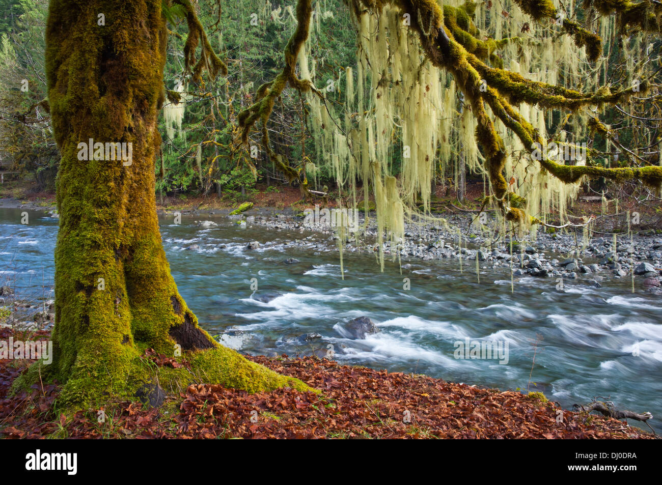 Moss alberi ricoperti sulle rive della North Fork Skokomish River, Scala Area, il Parco Nazionale di Olympic, Washington Foto Stock