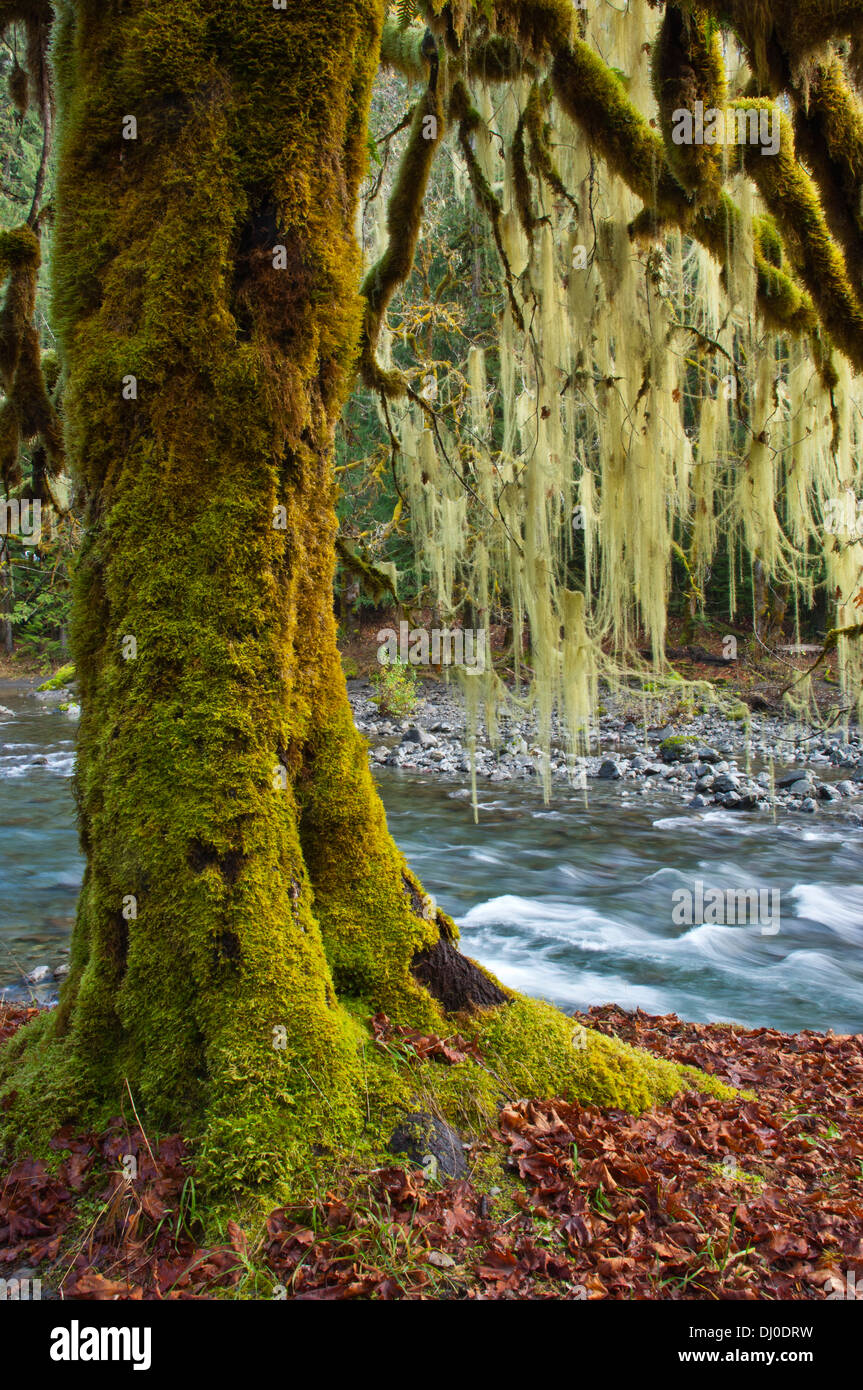 Moss alberi ricoperti sulle rive della North Fork Skokomish River, Scala Area, il Parco Nazionale di Olympic, Washington, Stati Uniti d'America Foto Stock