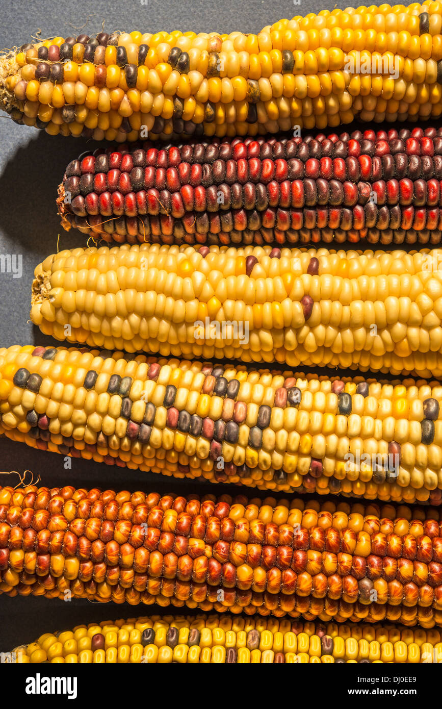 Diverse varietà di tutoli di mais Foto Stock