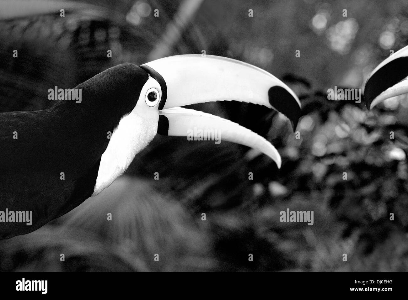 Il Brasile, Iguassu Parco Nazionale: immagine in bianco e nero di un trasduttore Toco Toucan (Ramphastos toco) Foto Stock