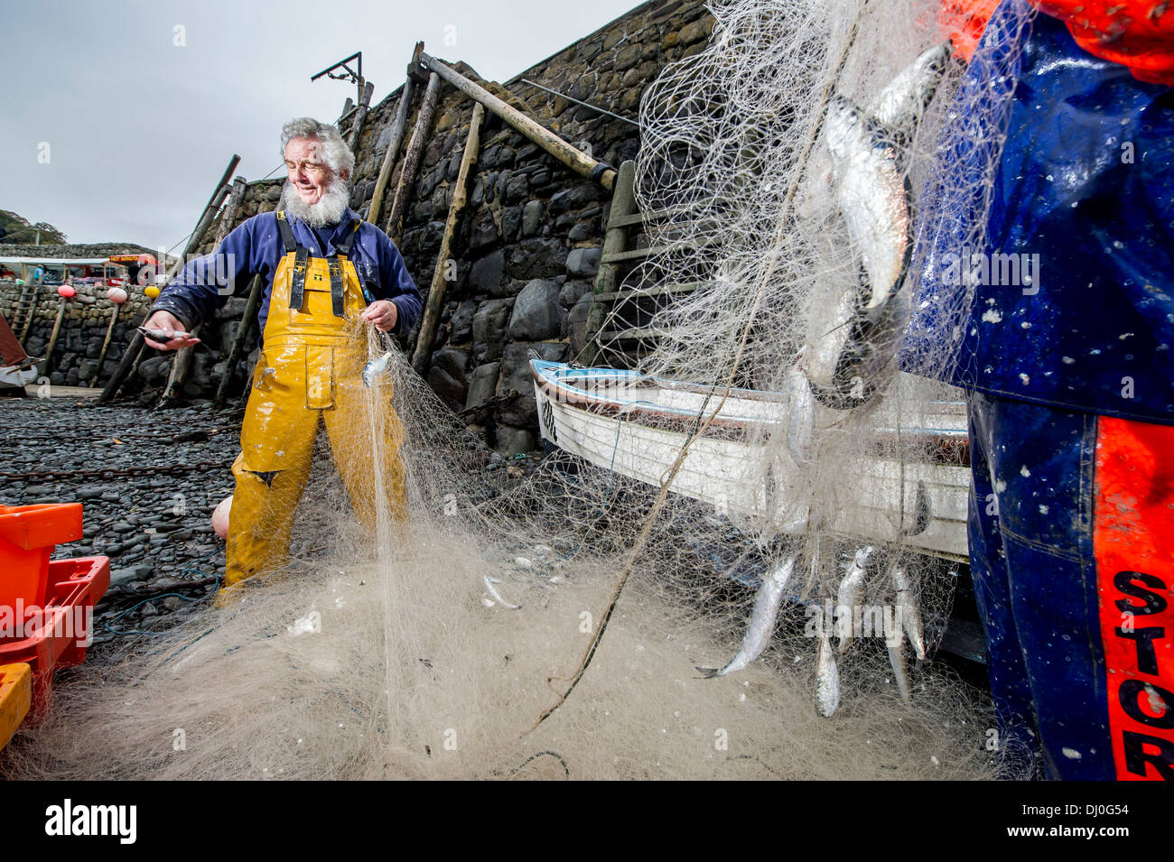 Aringa fisherman Chris Braund il suo scarico reti da pesca in Clovelly presso l'annuale festival di aringa, DEVON REGNO UNITO Foto Stock