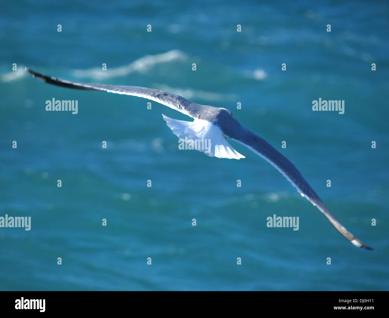 Grigio sea gull battenti con il blu del mare sullo sfondo Foto Stock