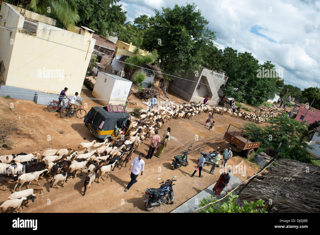 Allevamento di capre proveniente attraverso un rurale villaggio indiano. Andhra Pradesh, India Foto Stock