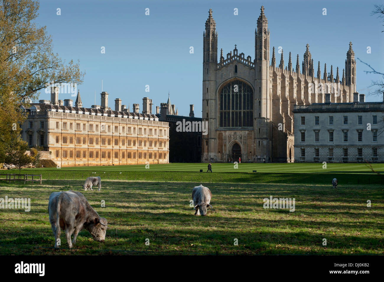 Cambridge, Inghilterra. In autunno la città dell'Università di Cambridge, Inghilterra. 15 11 2013. Long Horn bovini sul dorso della camma. Foto Stock