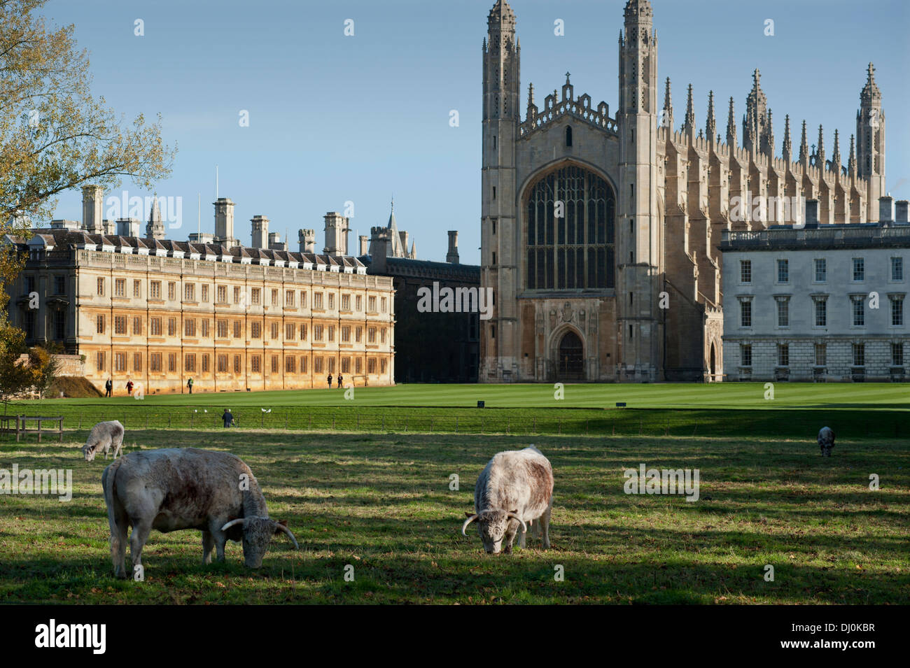 Cambridge, Inghilterra. In autunno la città dell'Università di Cambridge, Inghilterra. 15 11 2013. Long Horn bovini sul dorso della camma. Foto Stock