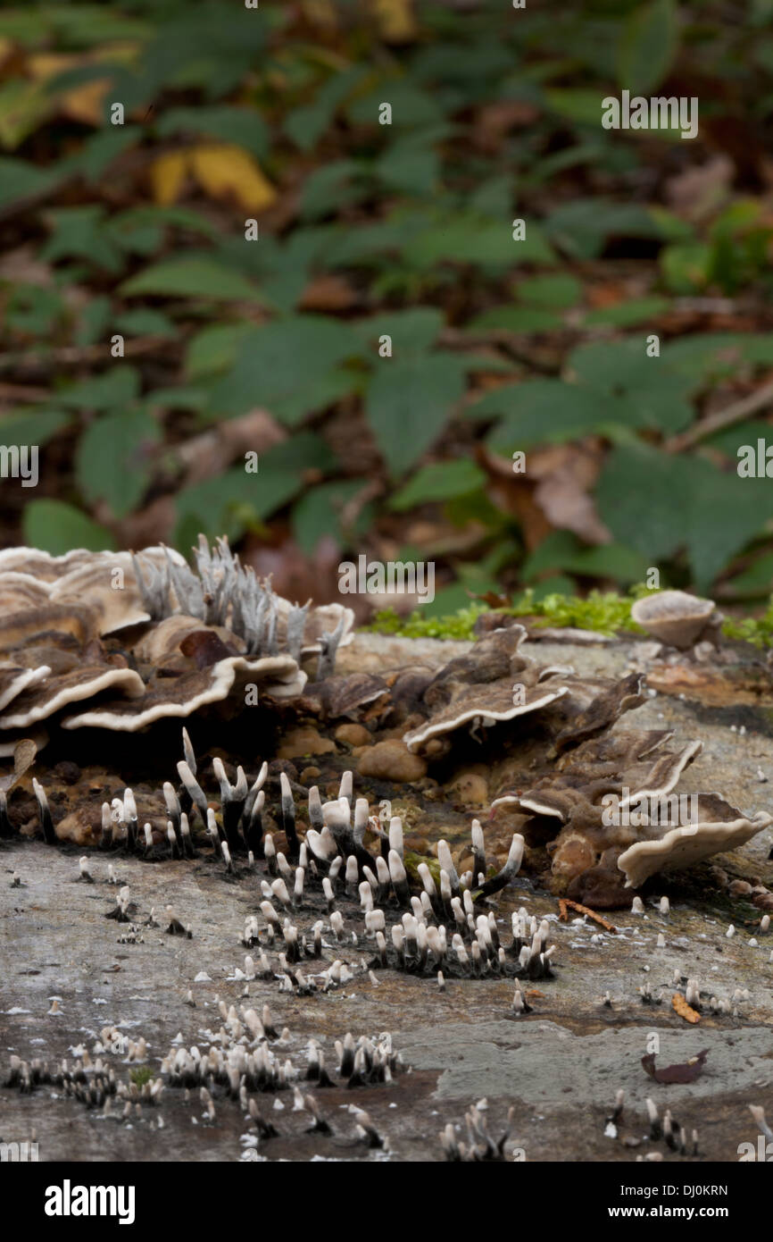 Minuscoli funghi di bosco in autunno Foto Stock