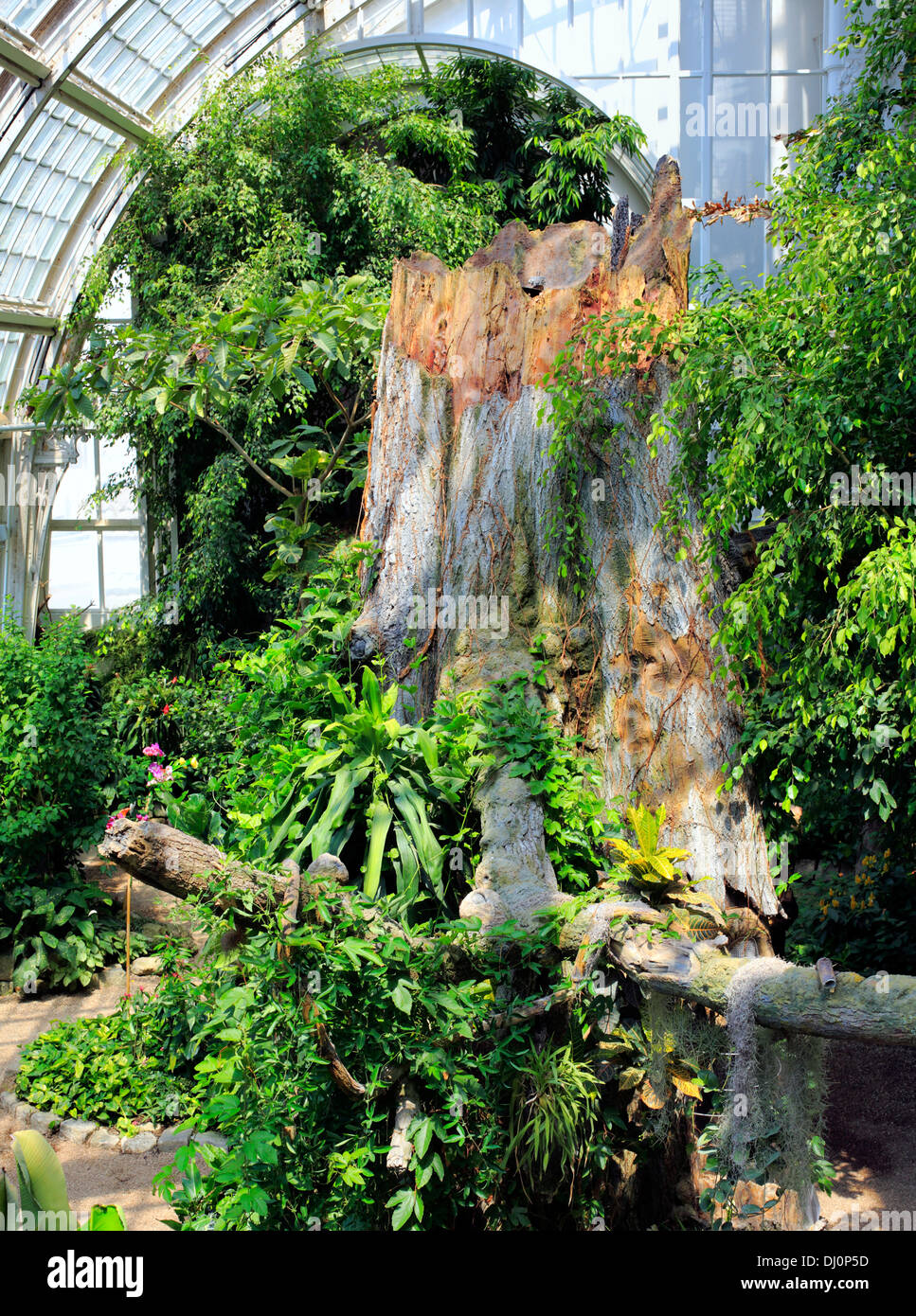 Lo zoo di Butterfly, Schmetterlinghaus nel giardino imperiale di Vienna, Austria Foto Stock