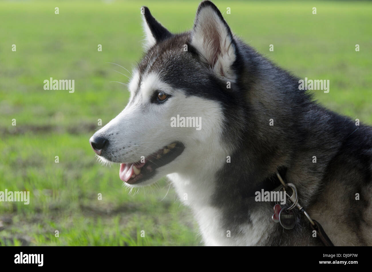 Husky Ritratto di cane Foto Stock