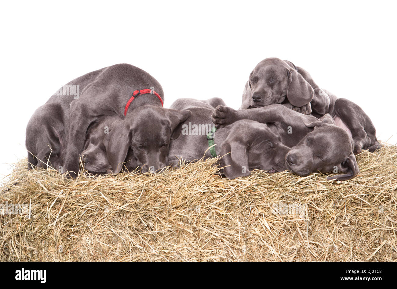 Blue weimaraner Gruppo di cuccioli dormire in un studio Foto Stock