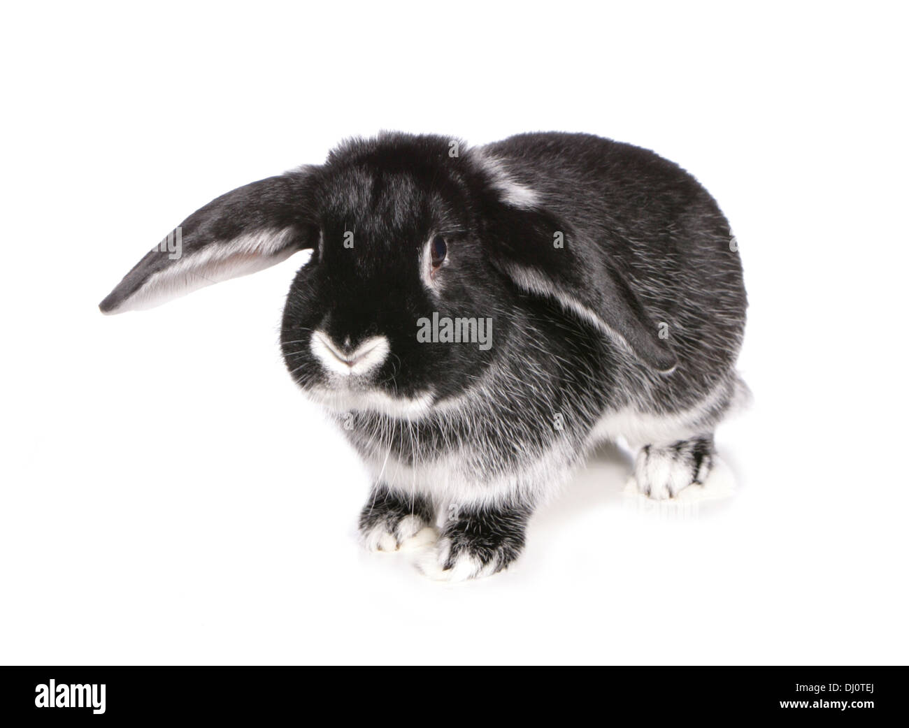 Nero argento fox coniglio adulto singolo in un studio Foto Stock