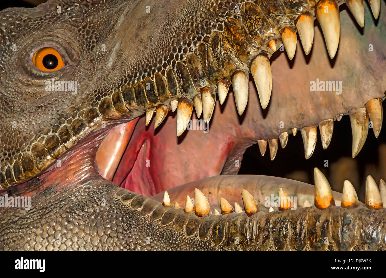 Tyrannosaurus rex è stato uno dei più grandi il mangiar carne dinosauri che mai vissuto e vissuto in Nord America. Foto Stock