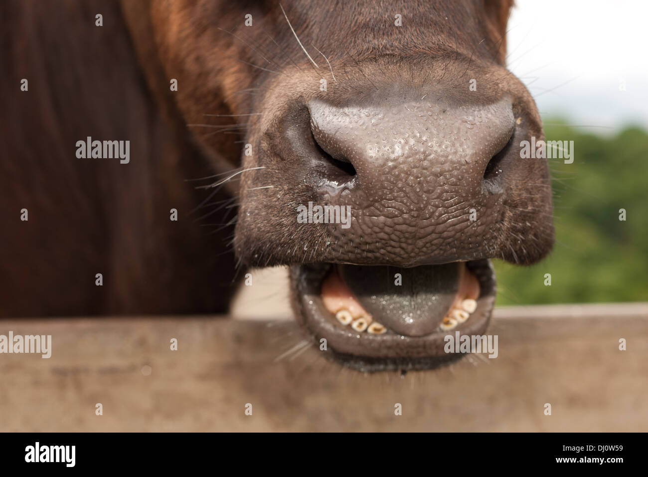 Close up di mucca marrone narici di lingua e denti Foto Stock