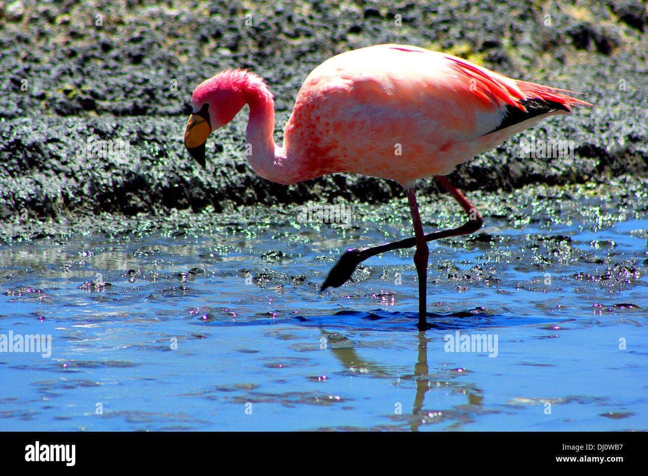 Flamingo in una laguna in Eduardo Avaroa fauna Andina riserva nazionale, Bolivia Foto Stock