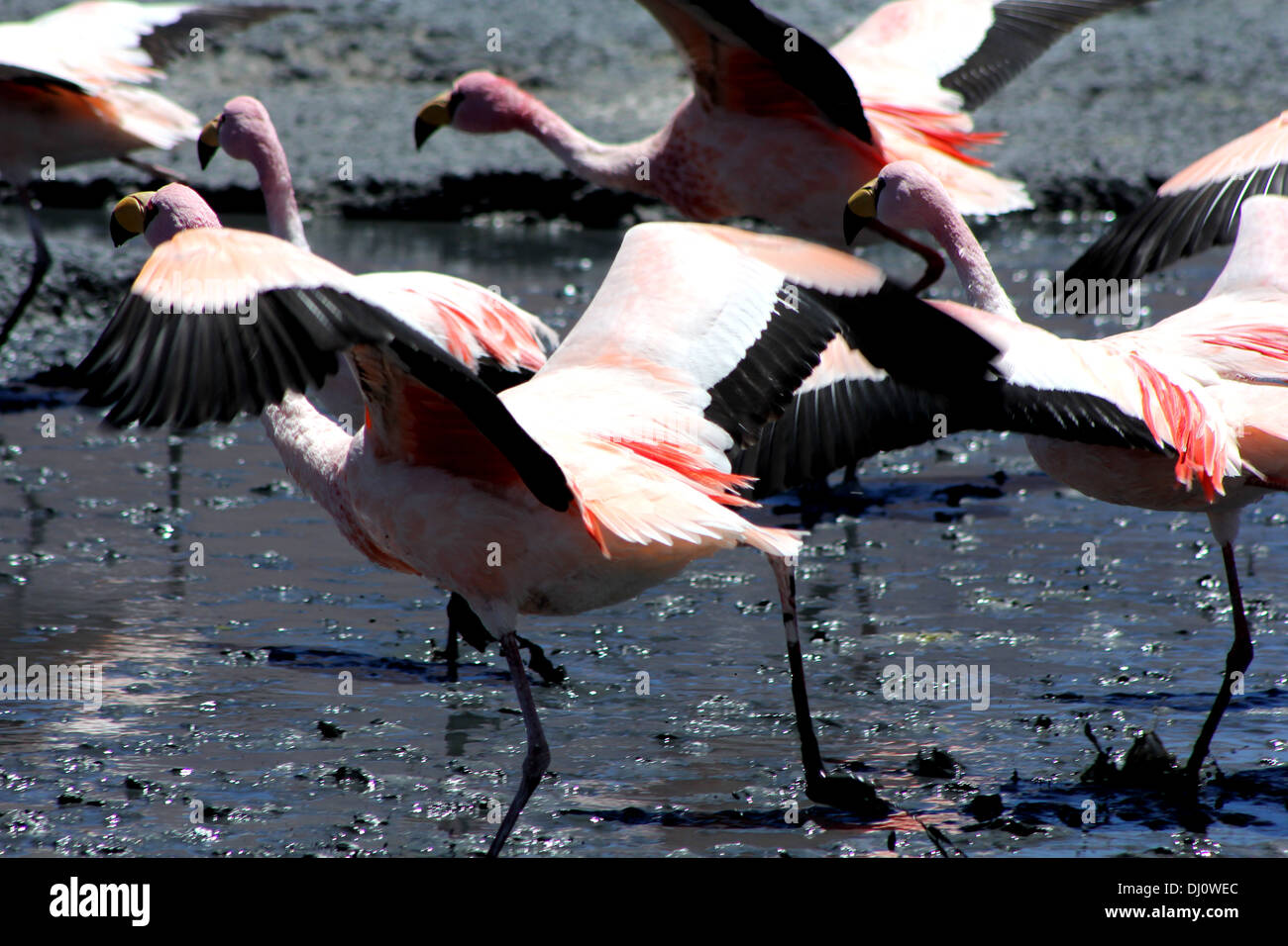 Fenicotteri rosa di decollare da una laguna in Bolivia Foto Stock