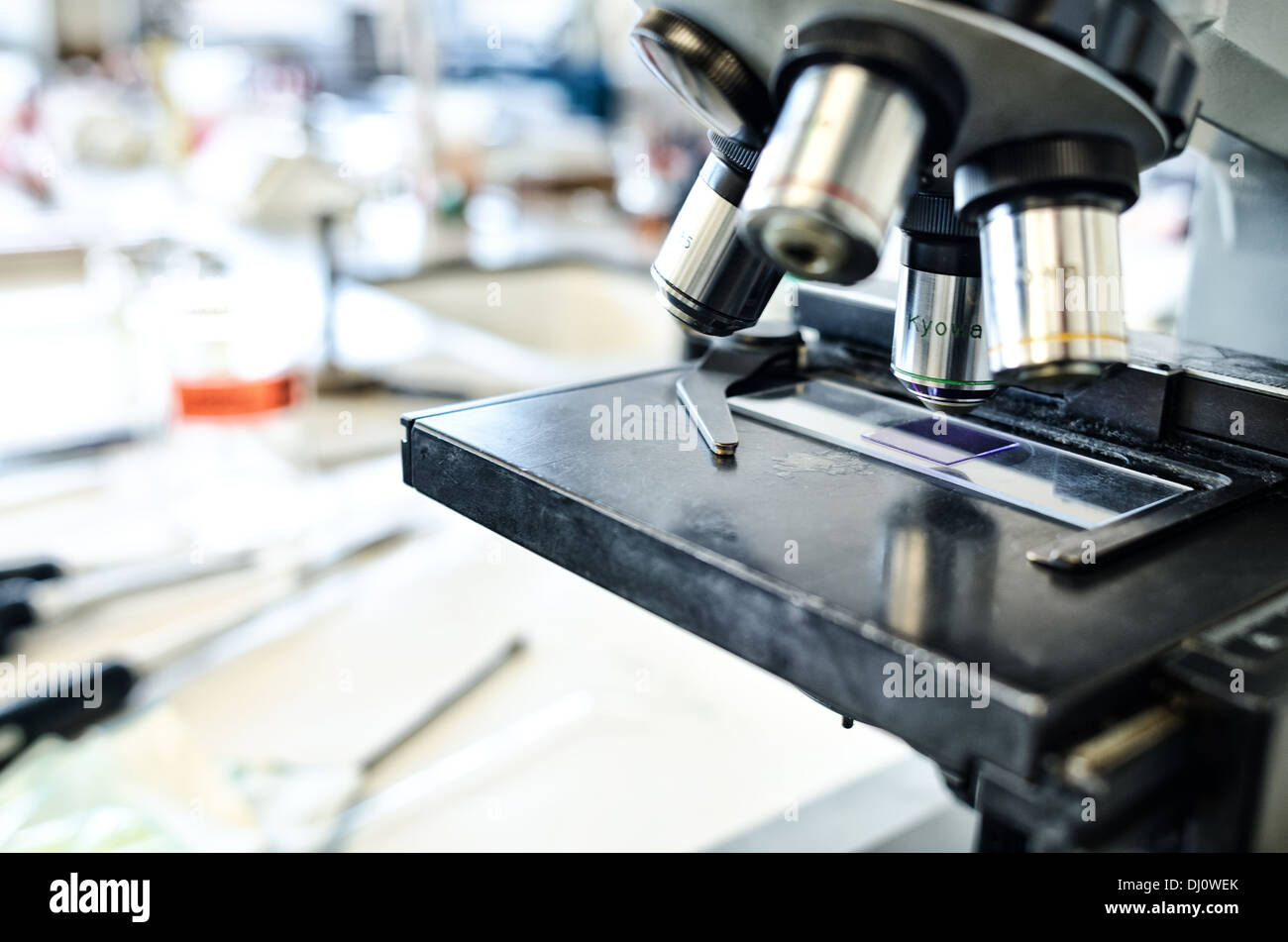 Violetto di metile cellule colorate la colorazione di Gram per indagini in microbiologia cellule dei batteri al microscopio in laboratorio Foto Stock
