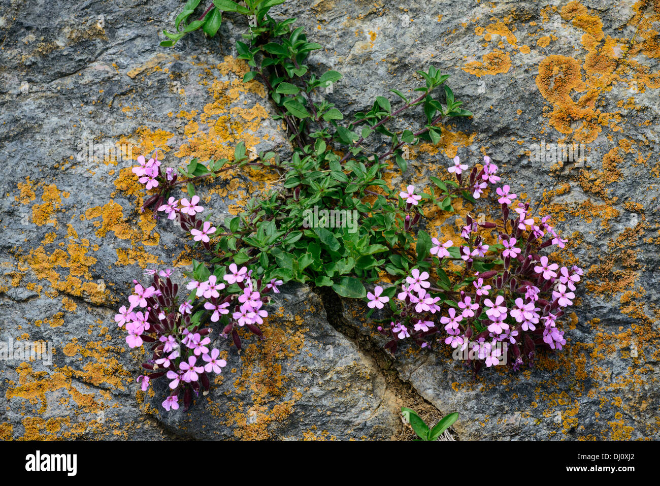 Rock Soapwort (Saponaria ocymoides) Fiori Foto Stock