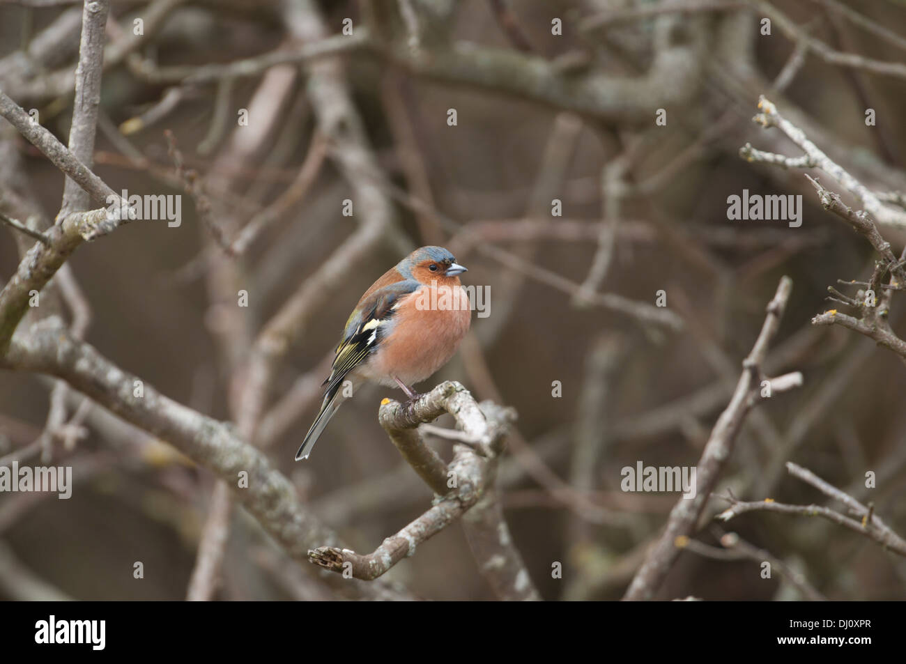 (Fringuello Fringilla coelebs). Maschio adulto in estate piumaggio Foto Stock