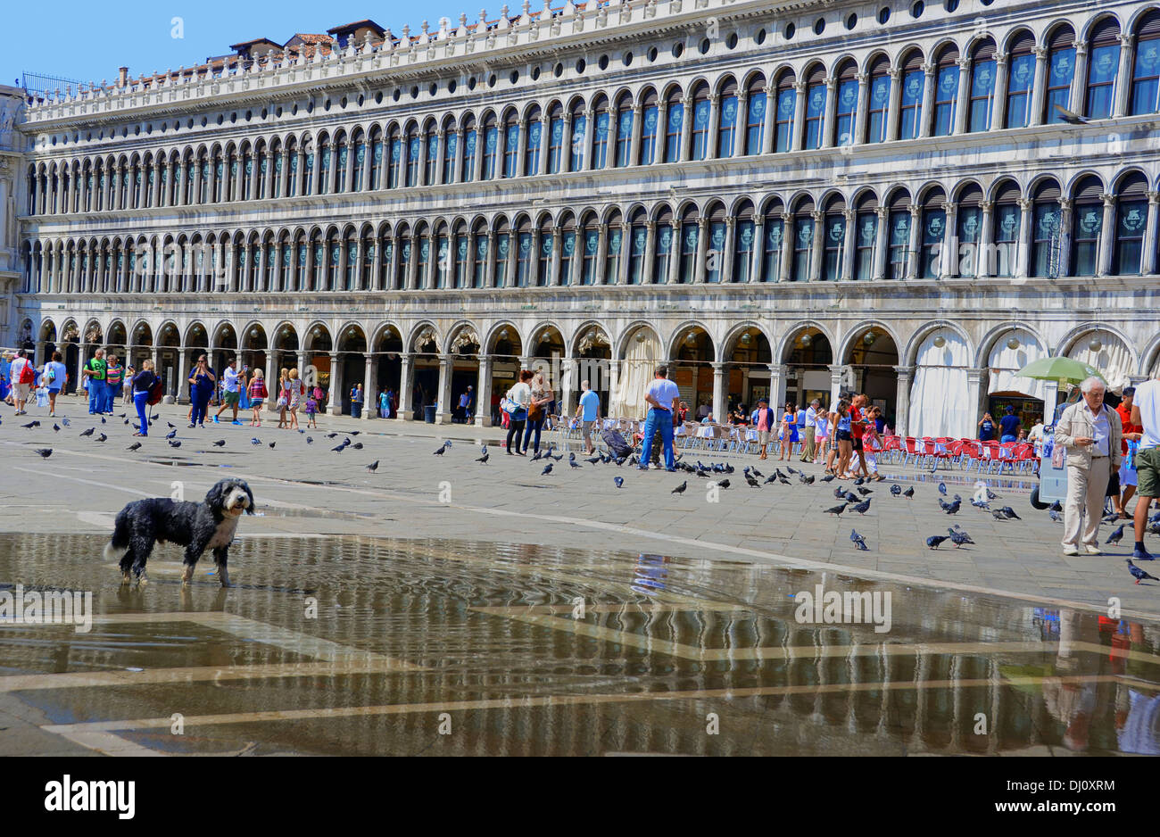 Lone cane al centro di Piazza San Marco, Venezia, Italia Foto Stock