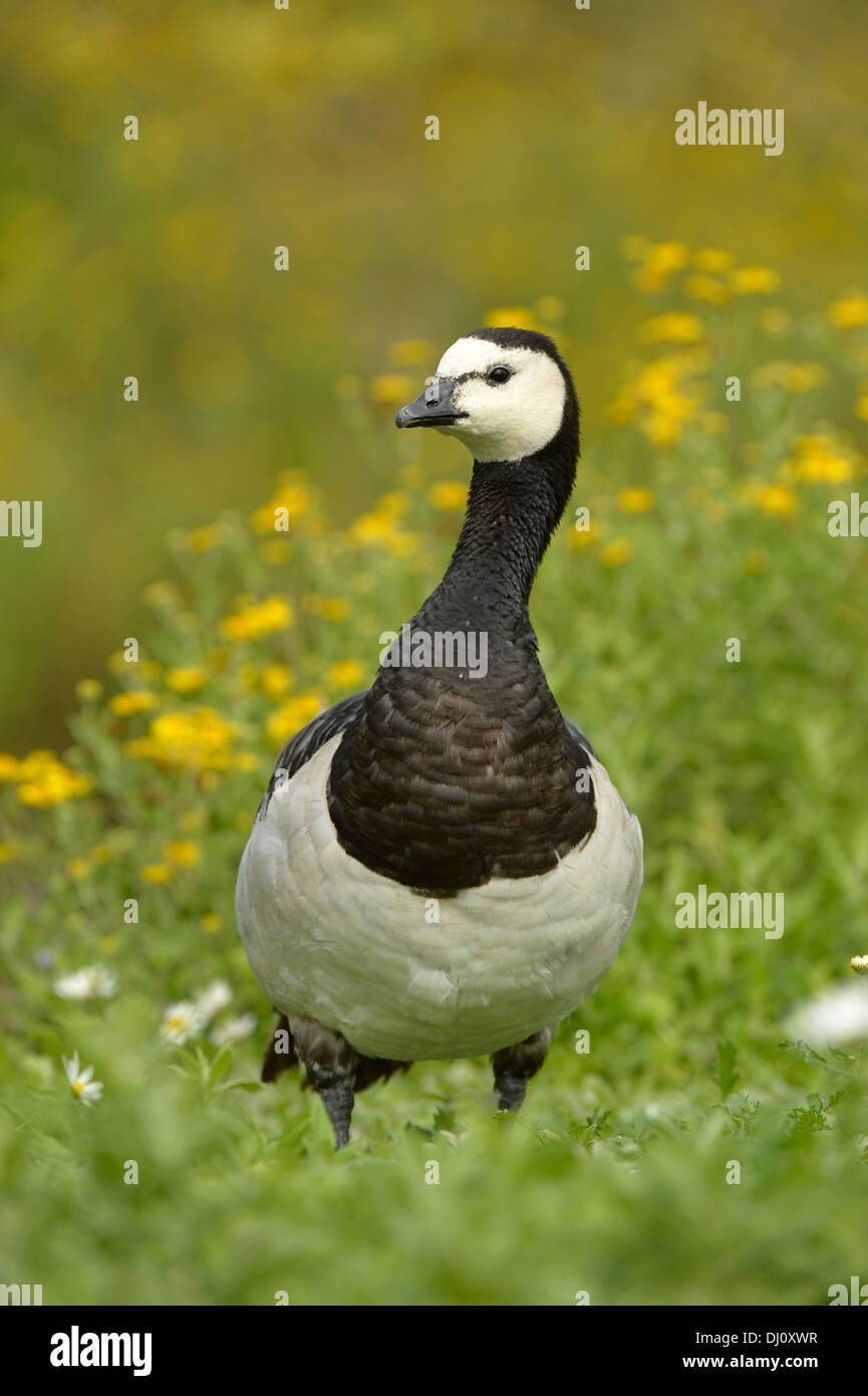Barnacle Goose, (Branta canadensis) Slimbridge, Inghilterra, Agosto Foto Stock