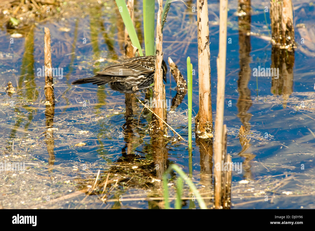 Un uccello thrasher cerca cibo in canne di una palude al volo Bog nell'Illinois del Nord, USA. Foto Stock