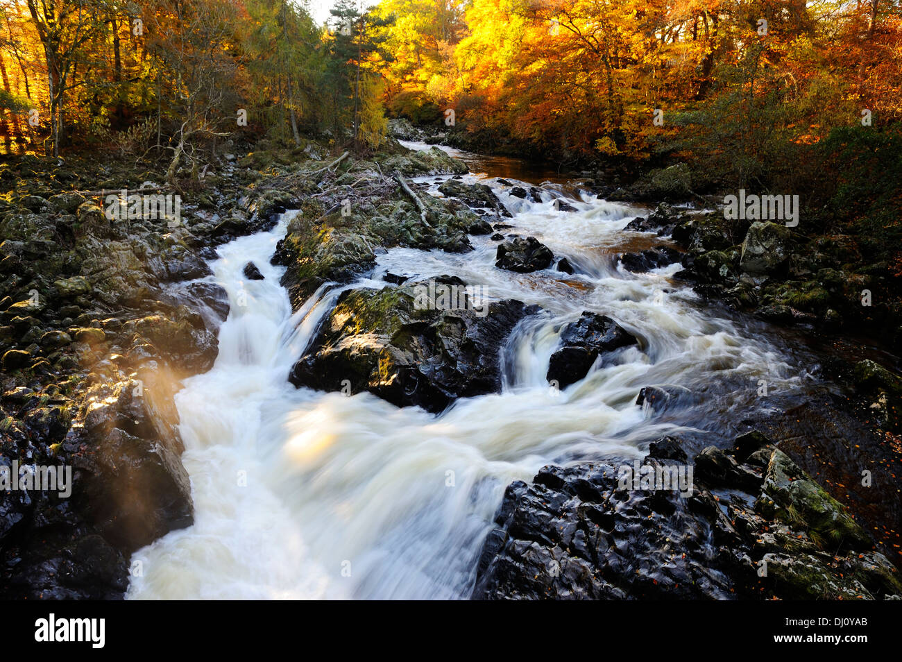Cade di Feugh vicino a Banchory, Aberdeenshire, Scozia Foto Stock