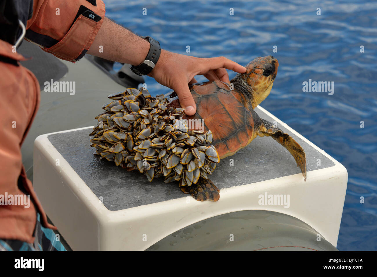 Tartaruga marina Caretta - Caretta) salvato al di fuori dell'acqua, posteriore coperto in goose cirripedi, incapace di immersione, delle Azzorre, di giugno Foto Stock