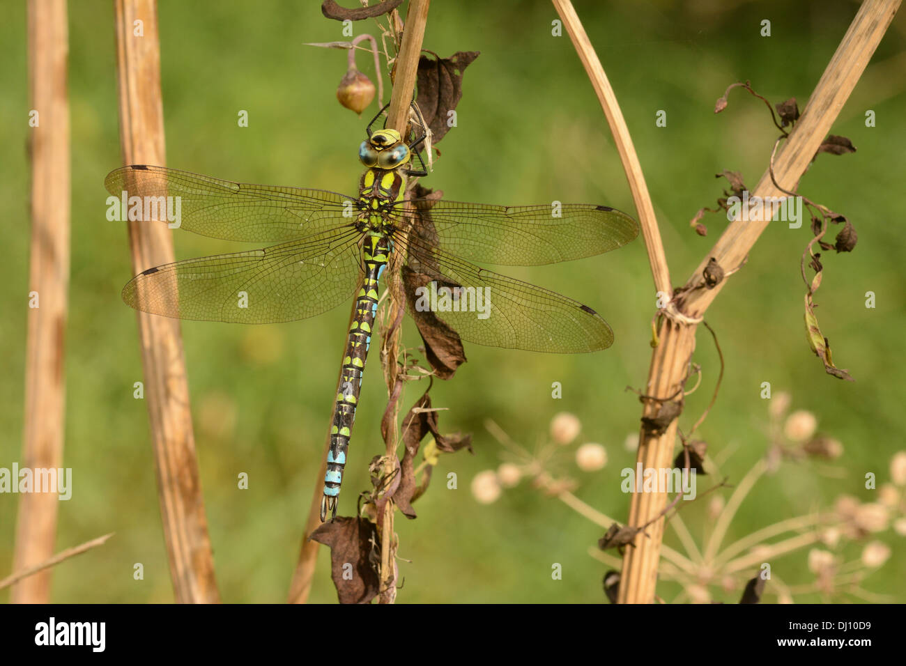 Southern Hawker Dragonfly (Aeshna cyanea) maschio a riposo, Oxfordshire, Inghilterra, Settembre Foto Stock