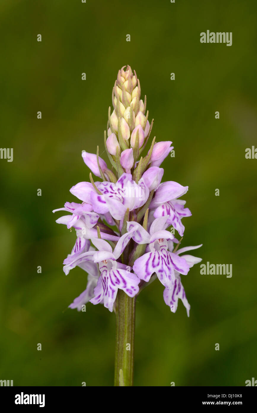 Avvistato comune (orchidea Dactylorhiza fuchsii) fiore spike, Oxfordshire, Inghilterra, Giugno Foto Stock