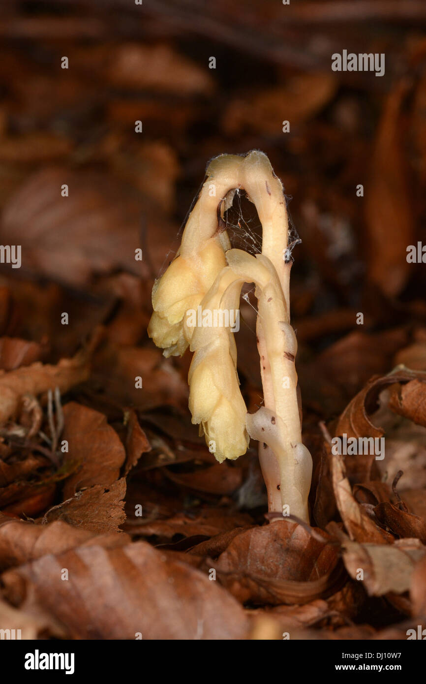 Olandese la tubazione o il giallo Bird's-nest (Monotropa hypopitys) fiore spike cresce attraverso la figliata di foglia, Oxfordshire, Inghilterra, Foto Stock